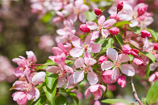 Flor de cerezo